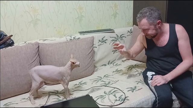 Сфинкс это не кот. Сфинкс это демон. Бой канадского сфинкса