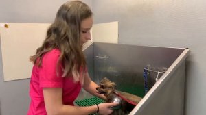 Уход за шпицем в домашних условиях или как не запустить собаку между посещениями грумера