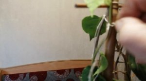 Бугенвиллия, осенняя обрезка???