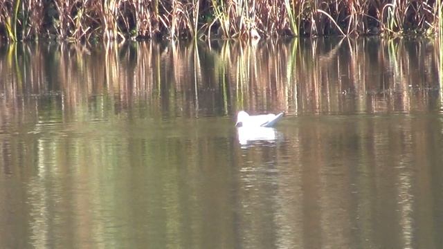 Sony HDR CX130E - Camera test 2 - Interlaced Video смотреть онлайн