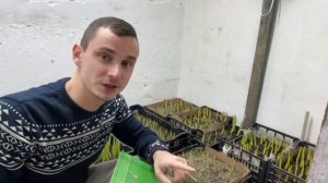 Выгонка тюльпанов🌷в ящиках к 8 марта. Часть 2а включаем свет и подымаем температуру ☀️