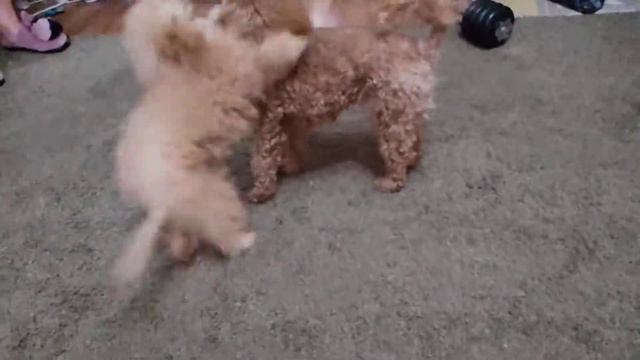 Той-пудель 4 месяца смотреть онлайн