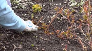 Плетистые розы.  Уход и вегетативное размножение.