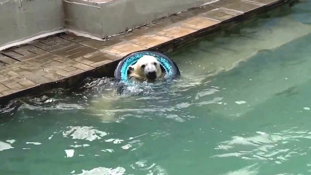 У мамы фотосессия, она суперизвестная! А ты пока, курносенький, крути своё колёсико) смотреть онлайн