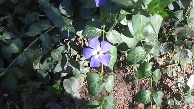 Барвинок Большой (Vinca Major), описание, условия выращивания