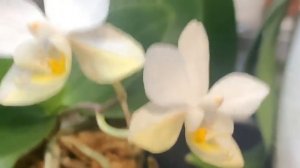 Blooms from Phalaenopsis Keiki Looking at 3 blooms from Phalaenopsis