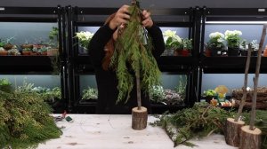 Making Small Evergreen Trees for an Outdoor Winter Centerpiece! ??❄️ // Garden Answer