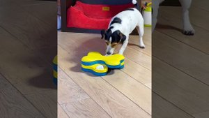 Интерактивная игрушка для собак. Играют 3 собаки