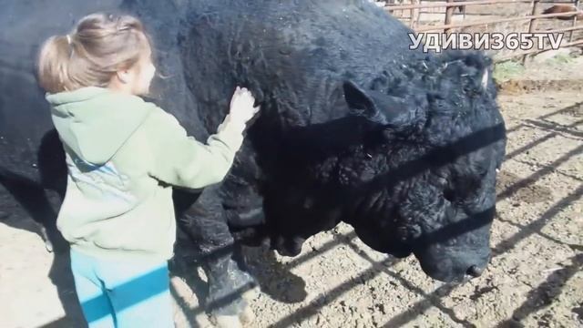 БЫК - символ 2021 года. КАКИЕ они БЫКИ? смотреть онлайн