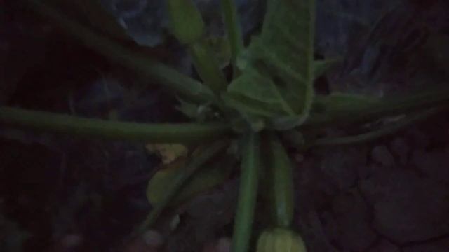 Сбор кабачка Искандер