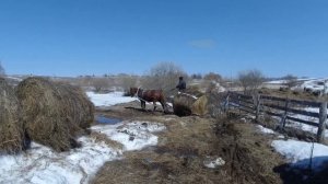 Жеребец и лошадь спариваются естественный процесс