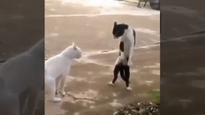 Кошка брусли
