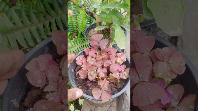 Grow purple clover 🍀 | Oxalis | Gardening - Season nature смотреть онлайн