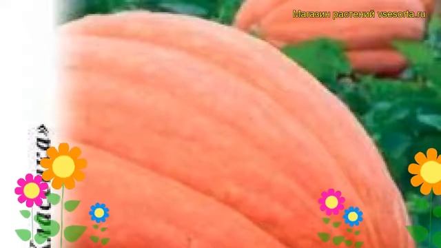 Тыква Большой Макс (Тыква). Краткий обзор, описание характеристик, где купить семена cucurbita pepo смотреть онлайн