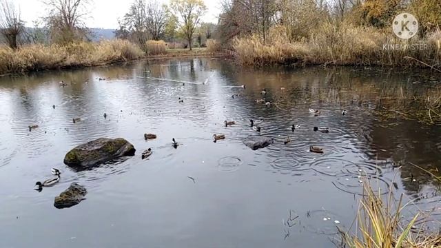 Ручные нутрии,ребенок в шоке,нутрия альбинос, нетронутая природа в Германии. смотреть онлайн