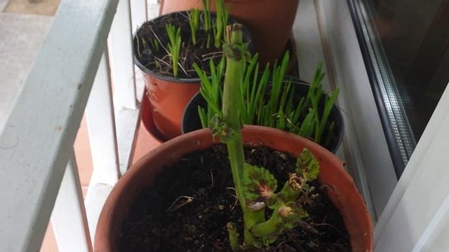 Цветник на окне. Решение проблем через 10 дней. смотреть онлайн