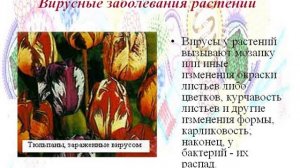 Презентация на тему Царство вирусы  Вирусные заболевания