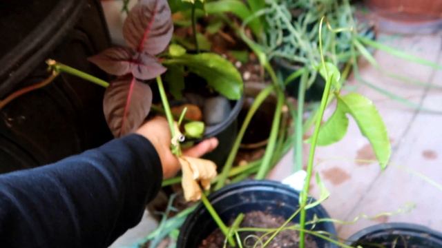 Passion Fruit Cutting and Care/ How to Root cuttings/ Multiply your plants/ from cutting to fruitin