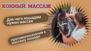 Конный массаж. Для чего лошадям нужен массаж и противопоказания к массажу лошади.