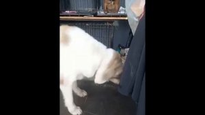 Перевозка животных в Европу/Собака едет в Сербию/ Какие новости