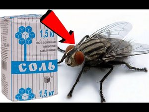Как избавиться от мух За 3 секунды!.mp4