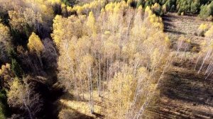 Рыжики на заброшенной деревне, полет на дроне