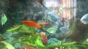 15 Мальки гурами!