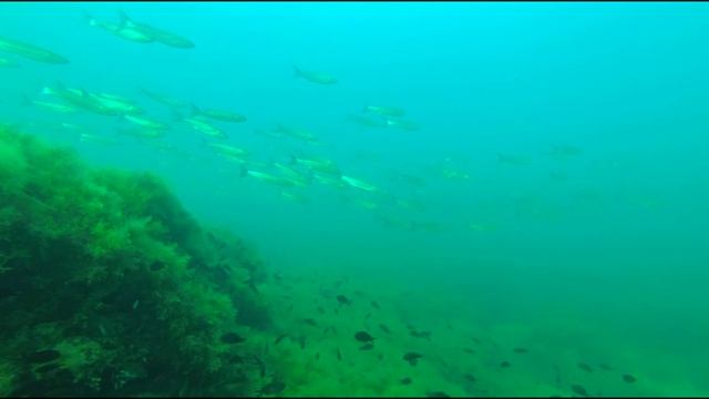 Трофейный зубарь, море уплывающей кефали, полчища ставриды. Подводная охота в черном море июнь 2021 смотреть онлайн