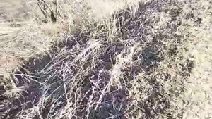 Охота с пневматикой мр512 #1