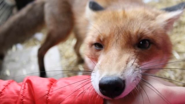 Чёрные лесорубы, ранили лесника и оставили погибать на морозе! Он стонал на весь лес, привлекая...
