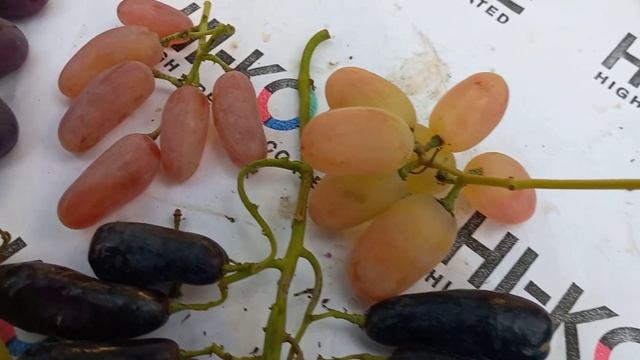 Дамские пальчики винограда смотреть онлайн