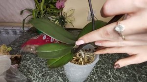 Самая правильная посадка Орхидеи в КЕРАМЗИТ, отвечаю на все вопросы подписчиков