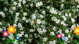 Кизильник гибридный Корал Бьюти. Краткий обзор, описание cotoneaster suecicus Coral Beauty