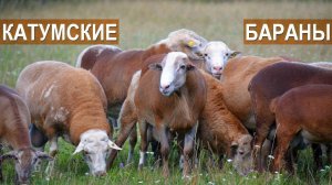 Катумская порода. Бараны-производители. СХП "Катумы"