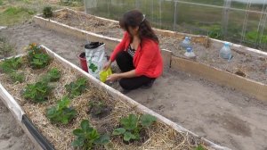 Как посадить и вырастить клубнику в огороде на даче. Простые советы