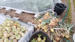 Урожай лука Штутгартер, Стурон и Центурион, Эксибишен, Глобо, Ялтинский. Чищу до ночи, нужно убрать