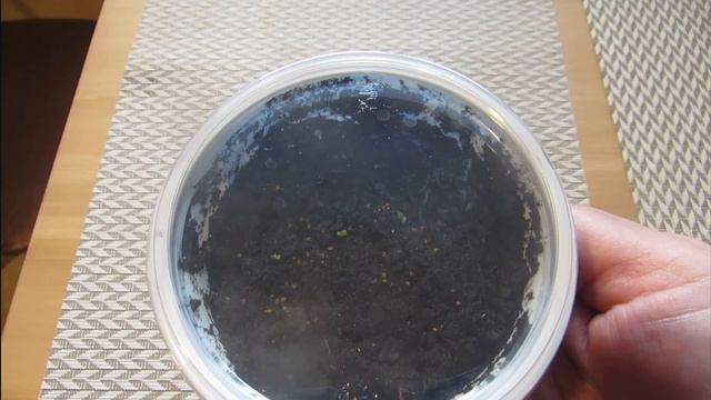 Клубника - результат апрельского посева семян магазинных ягод  Армении. смотреть онлайн