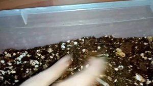 2 Хойи крохнианы 'Эскимо'пересадка