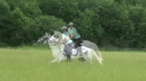 топ 10 пород лощадей