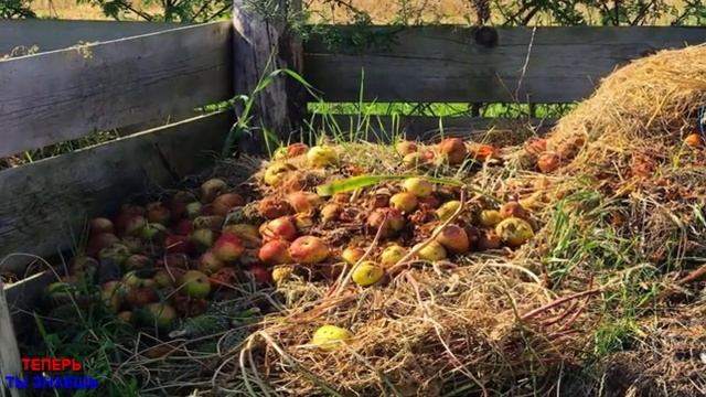 ГНИЛЫЕ Яблоки (Падалицу) Больше НЕ ВЫБРАСЫВАЮ! Делаю ЦЕННОЕ Удобрения из Опада Яблок! смотреть онлайн
