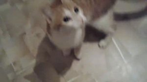 Кот бегает за мной почему ???