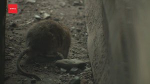 Мусорную площадку на Карбышева атаковали десятки крыс