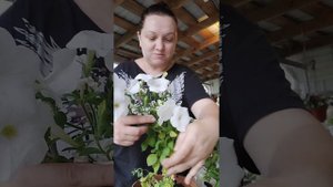 Обрезка ампельной петунии. Уход. (прищипывание😆) Кашпо. VILKA48