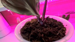 филодендрон Red heart. Красное сердце.