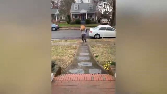 Самые смешные домашние животные 2021 - Собака и кошка подборка смотреть онлайн