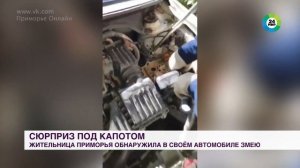 Полутораметровую змею обнаружила женщина под капотом своего автомобиля в Приморье