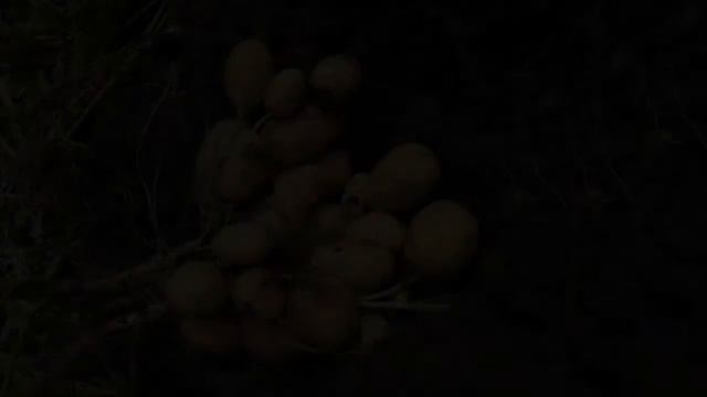 Картофель Королева Анна. Ранний Урожайный Картофель