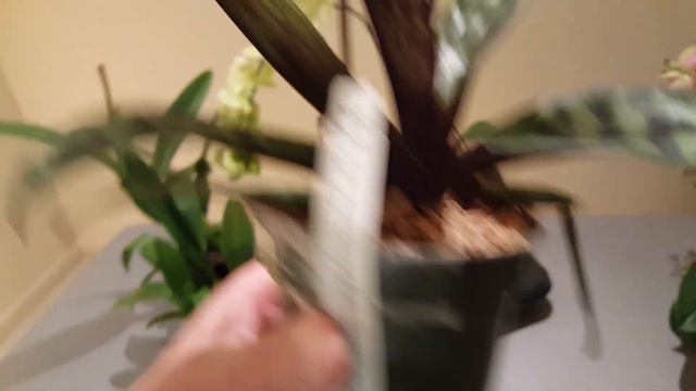 8 orchids from Longwood Gardens | Hobby Bobby смотреть онлайн