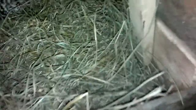 собираем яйца смотреть онлайн