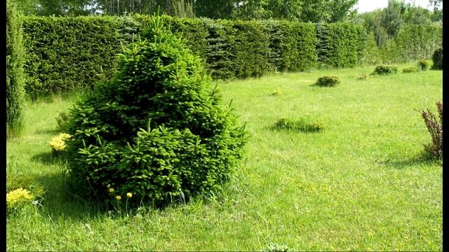 Ландшафтный Сад. Туя, Ель, Сосна, Можжевельник. Цветы в саду. смотреть онлайн